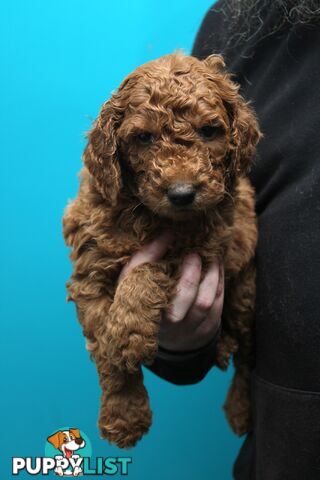 F2 Standard Groodle puppies