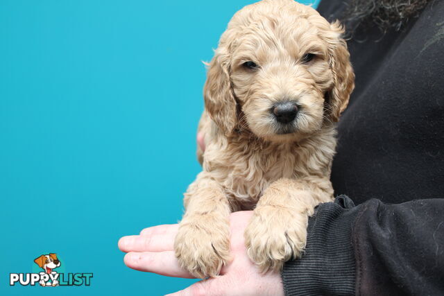 F2 Standard Groodle puppies
