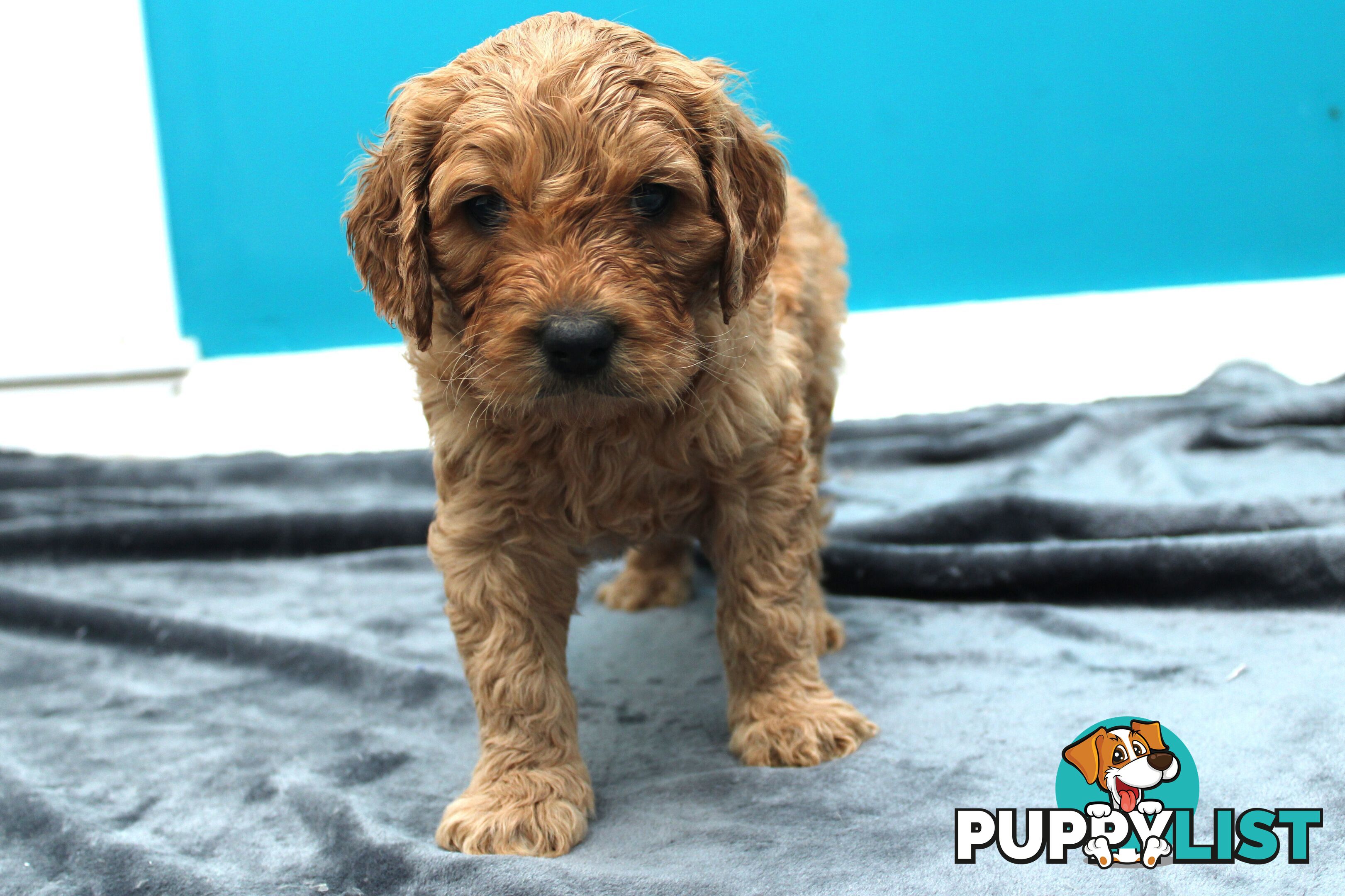 F2 Standard Groodle puppies