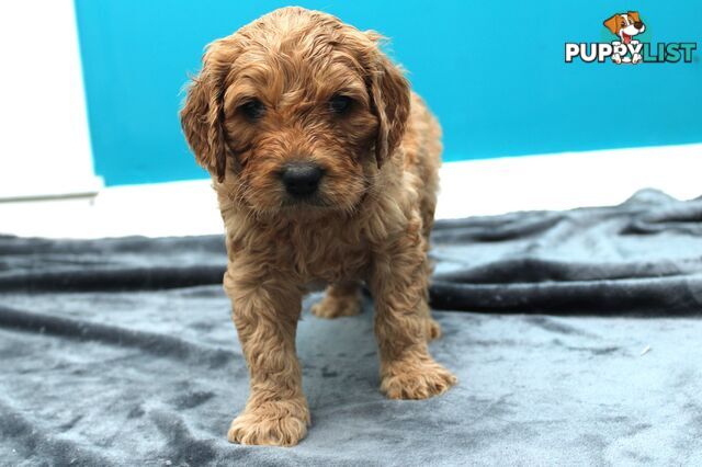 F2 Standard Groodle puppies