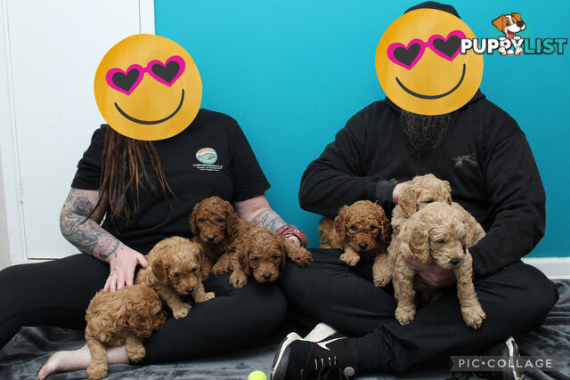 F2 Standard Groodle puppies