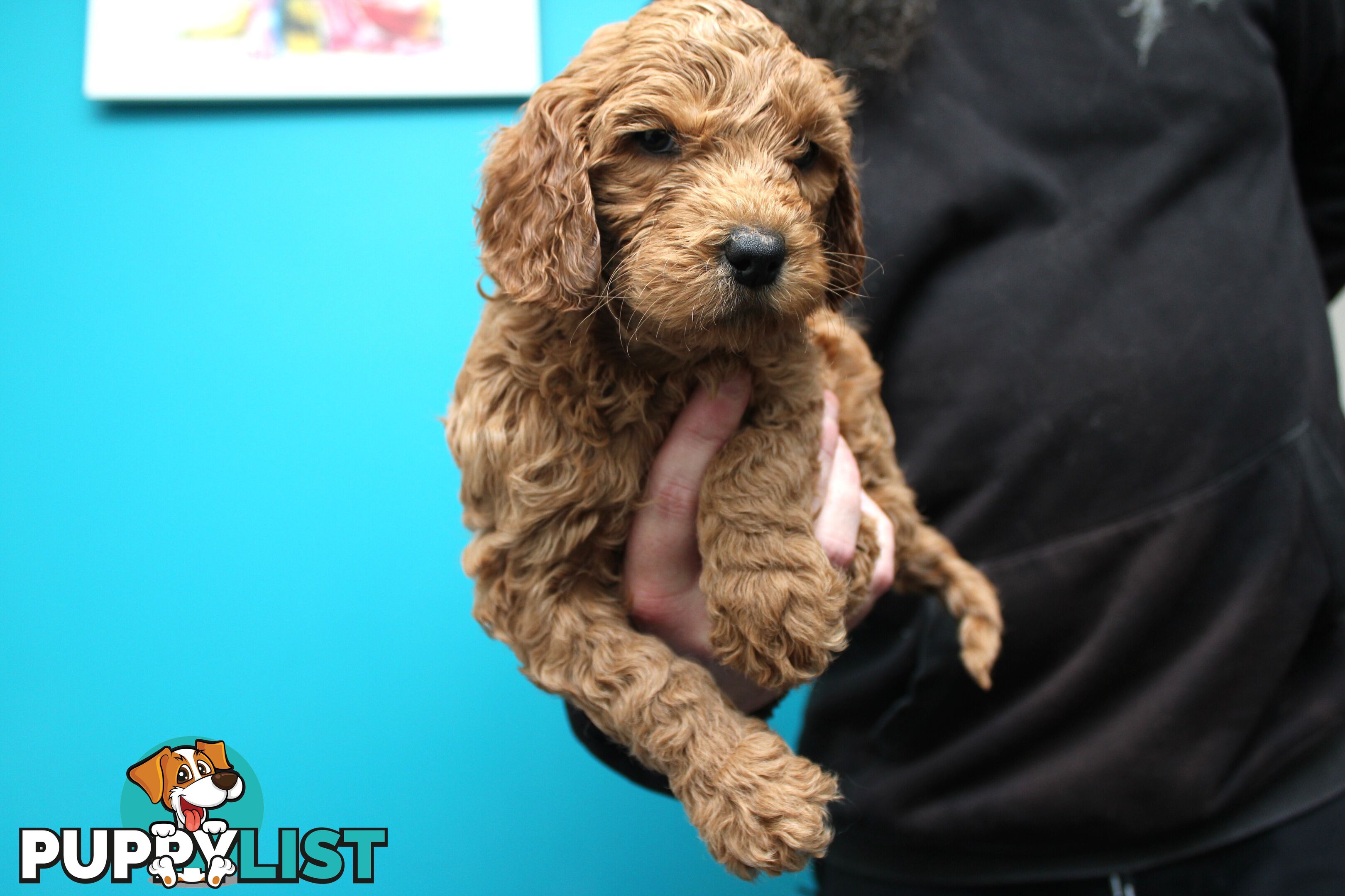 F2 Standard Groodle puppies