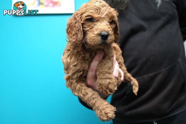 F2 Standard Groodle puppies
