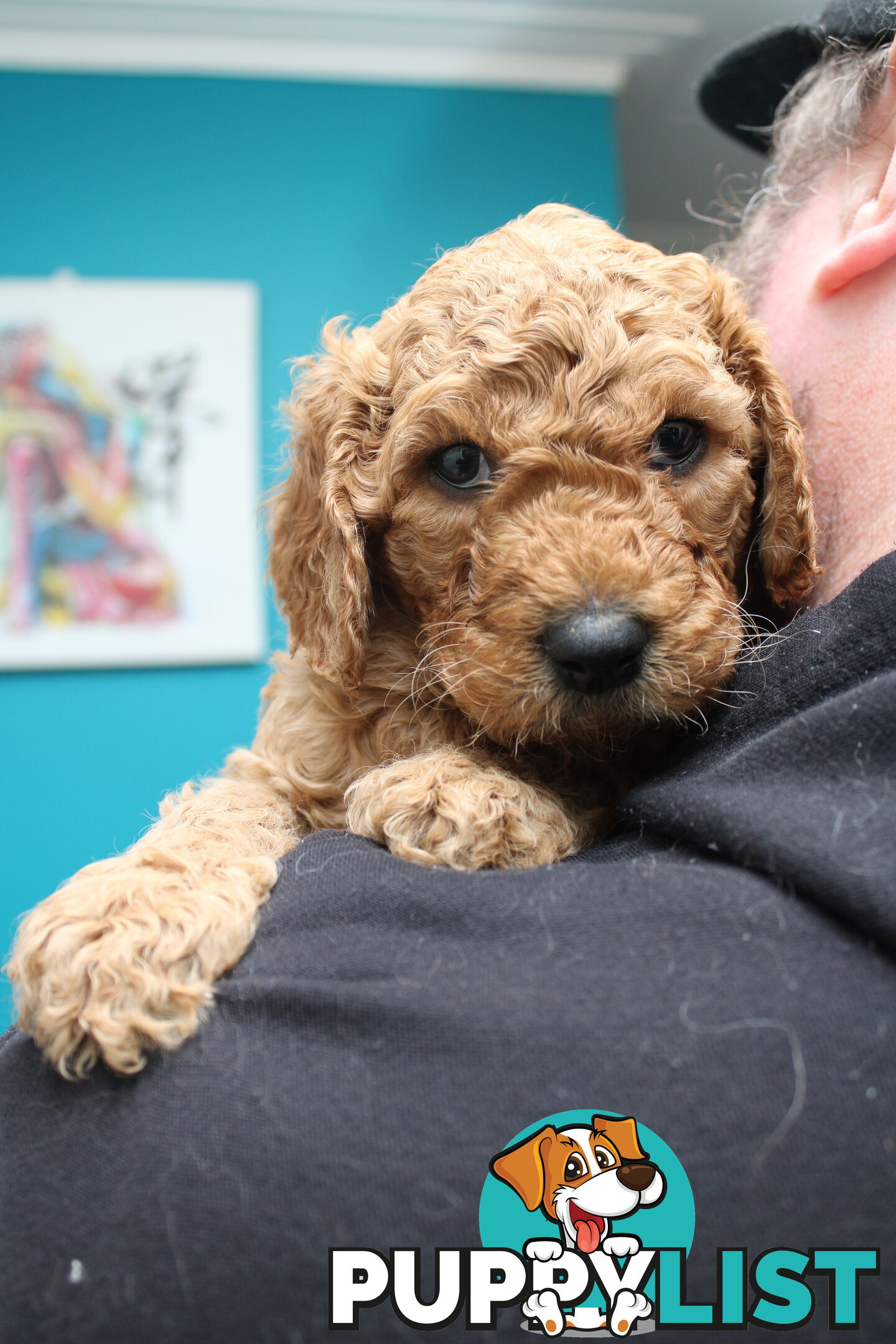 F2 Standard Groodle puppies