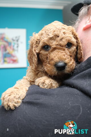 F2 Standard Groodle puppies