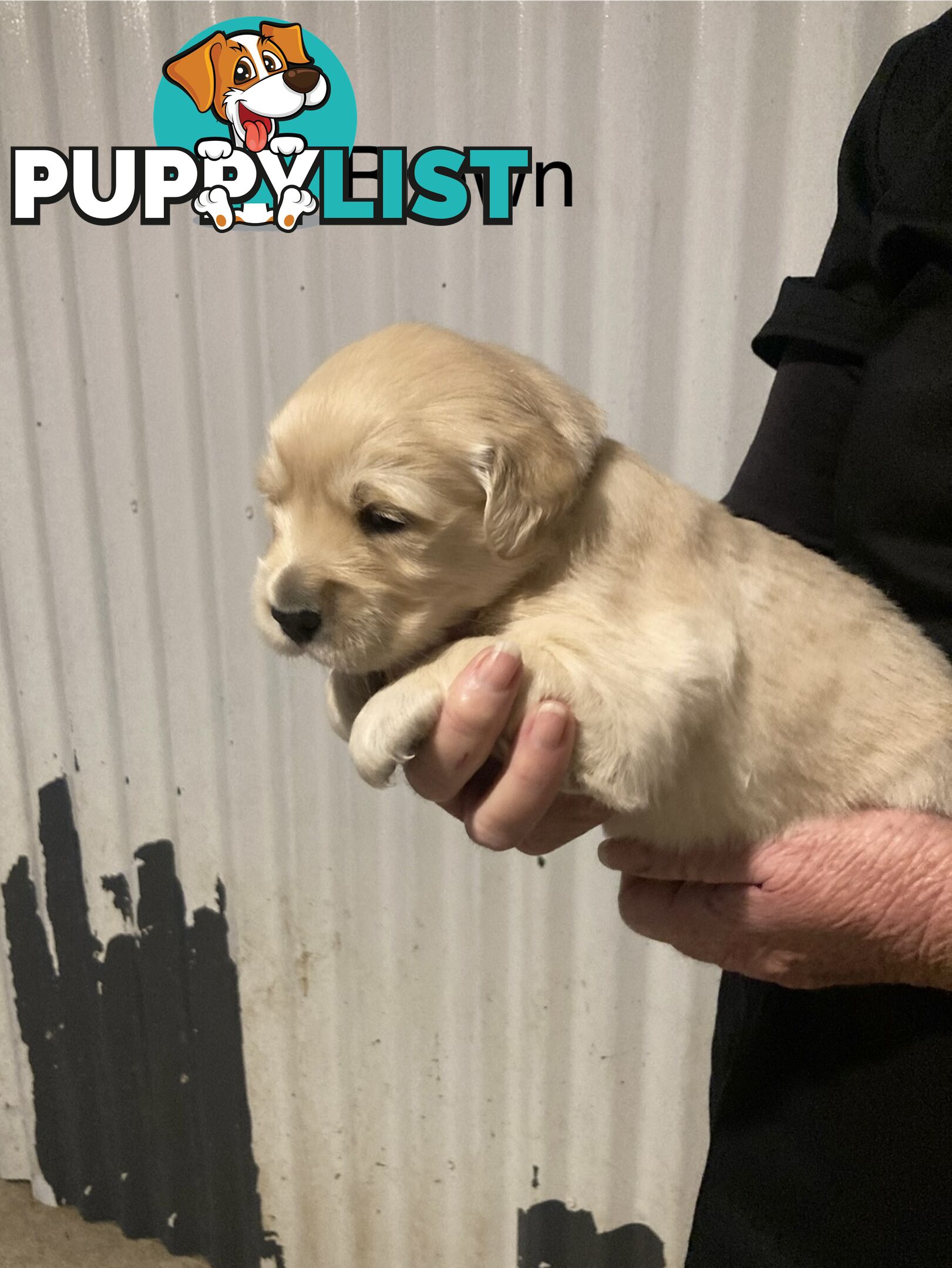 Golden retriever puppies