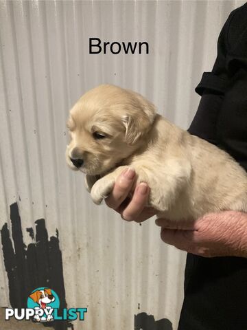 Golden retriever puppies