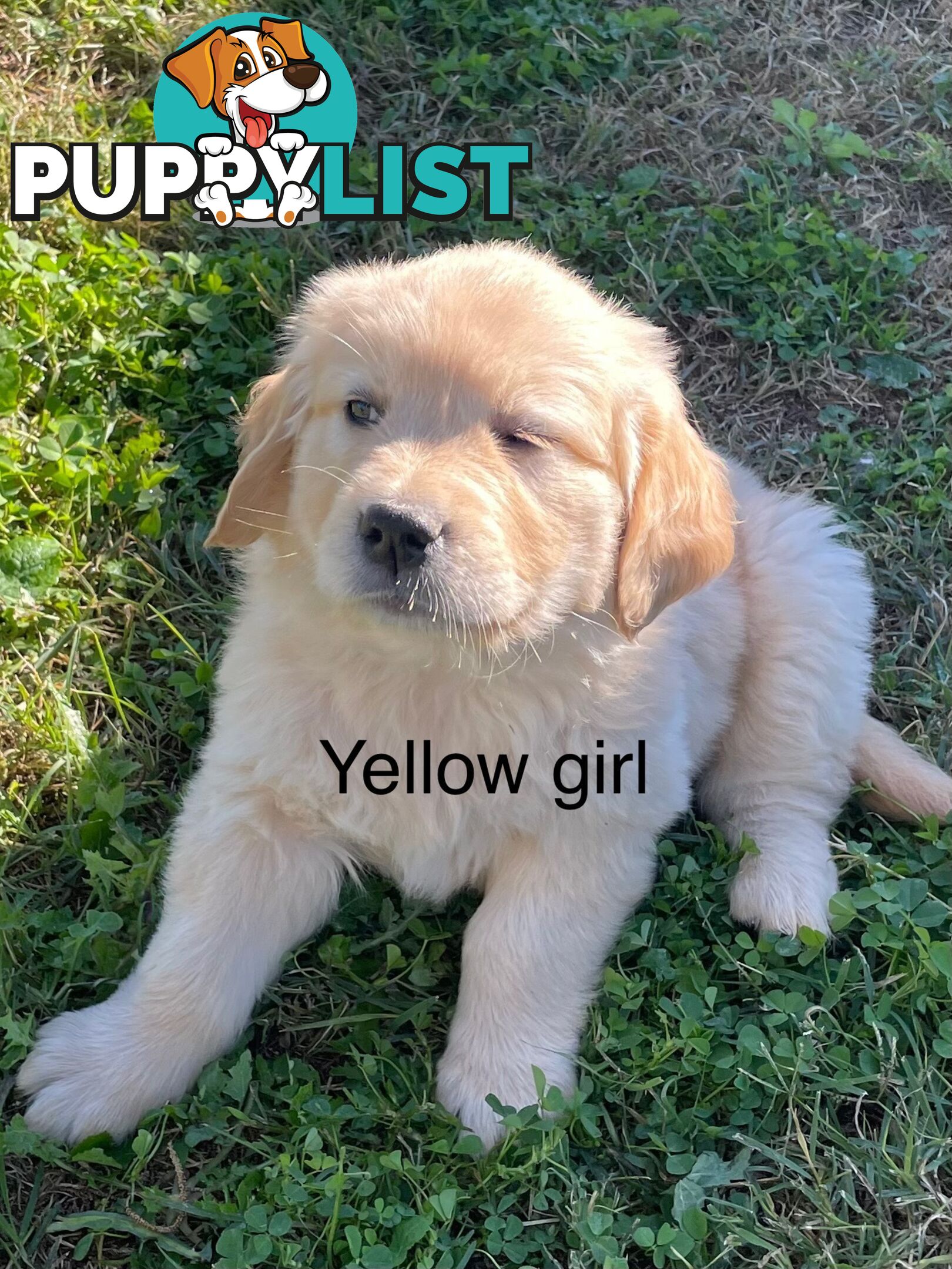 Golden retriever puppies