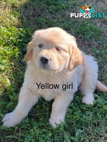 Golden retriever puppies
