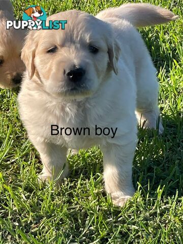 Golden retriever puppies