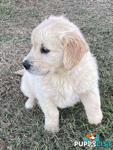 Golden retriever puppies