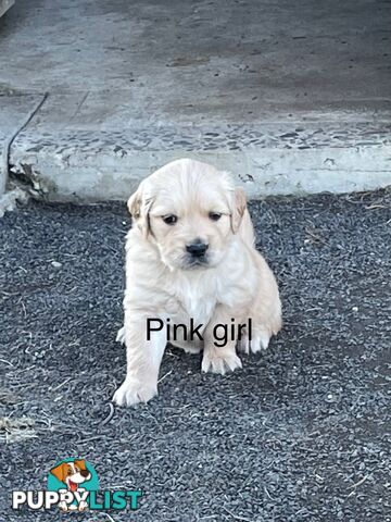 Golden retriever puppies