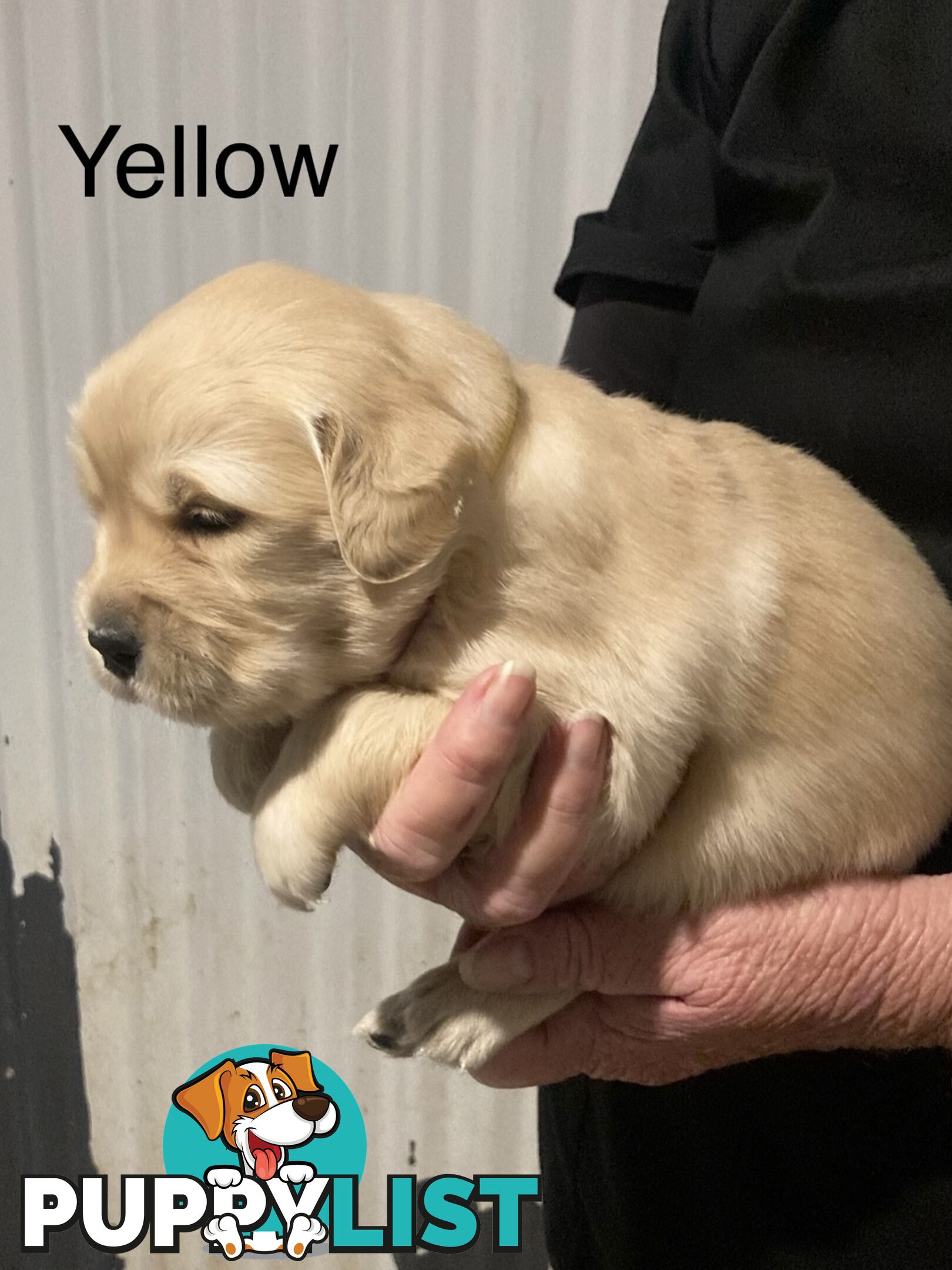 Golden retriever puppies