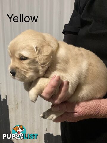 Golden retriever puppies
