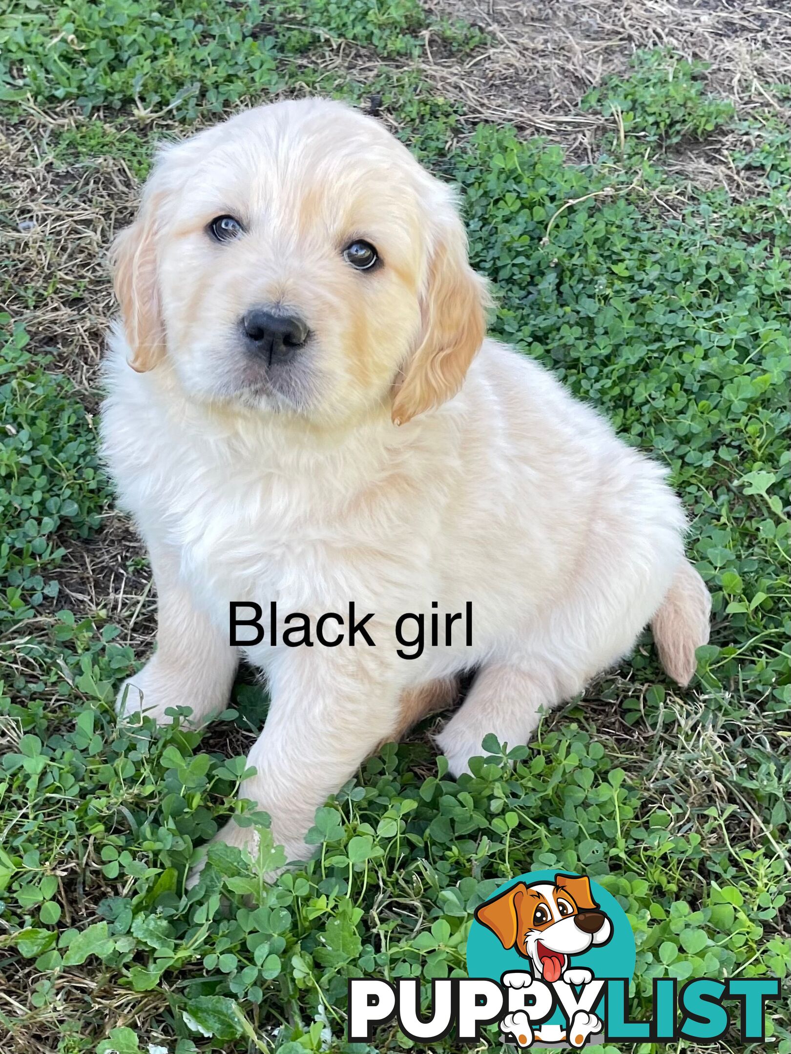 Golden retriever puppies