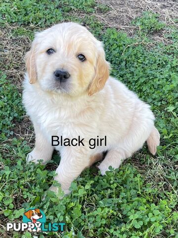 Golden retriever puppies