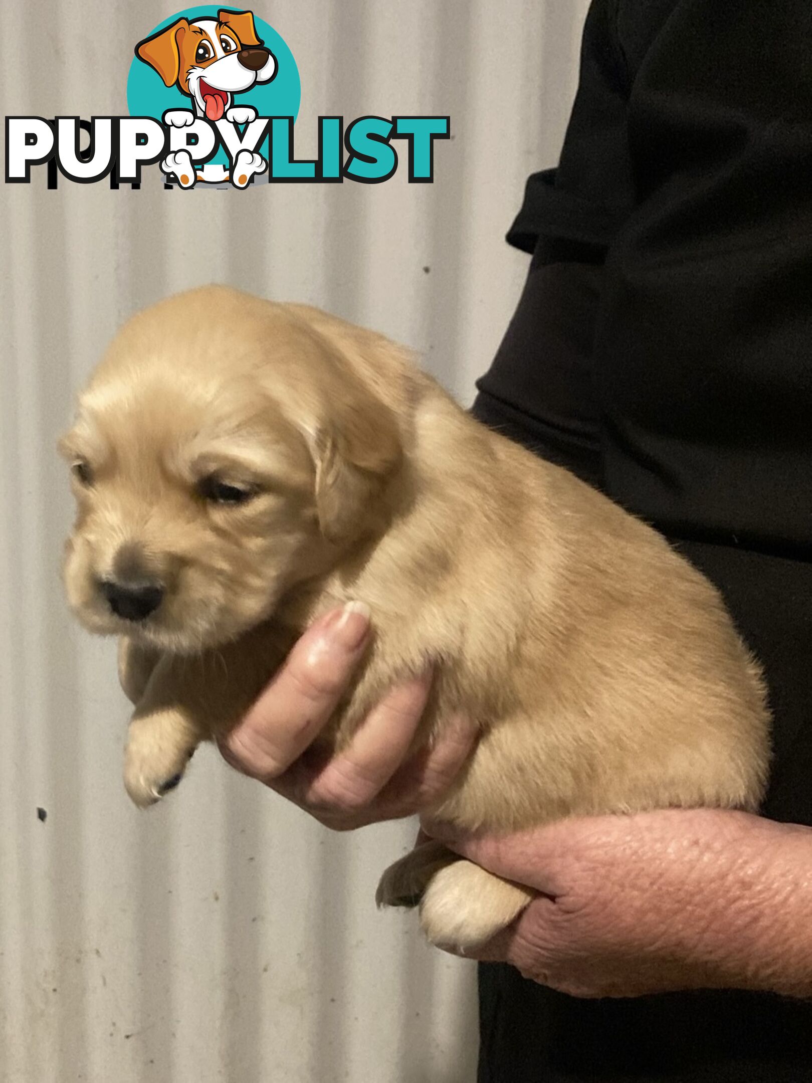 Golden retriever puppies