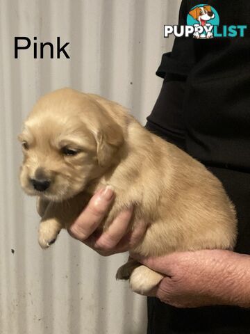 Golden retriever puppies