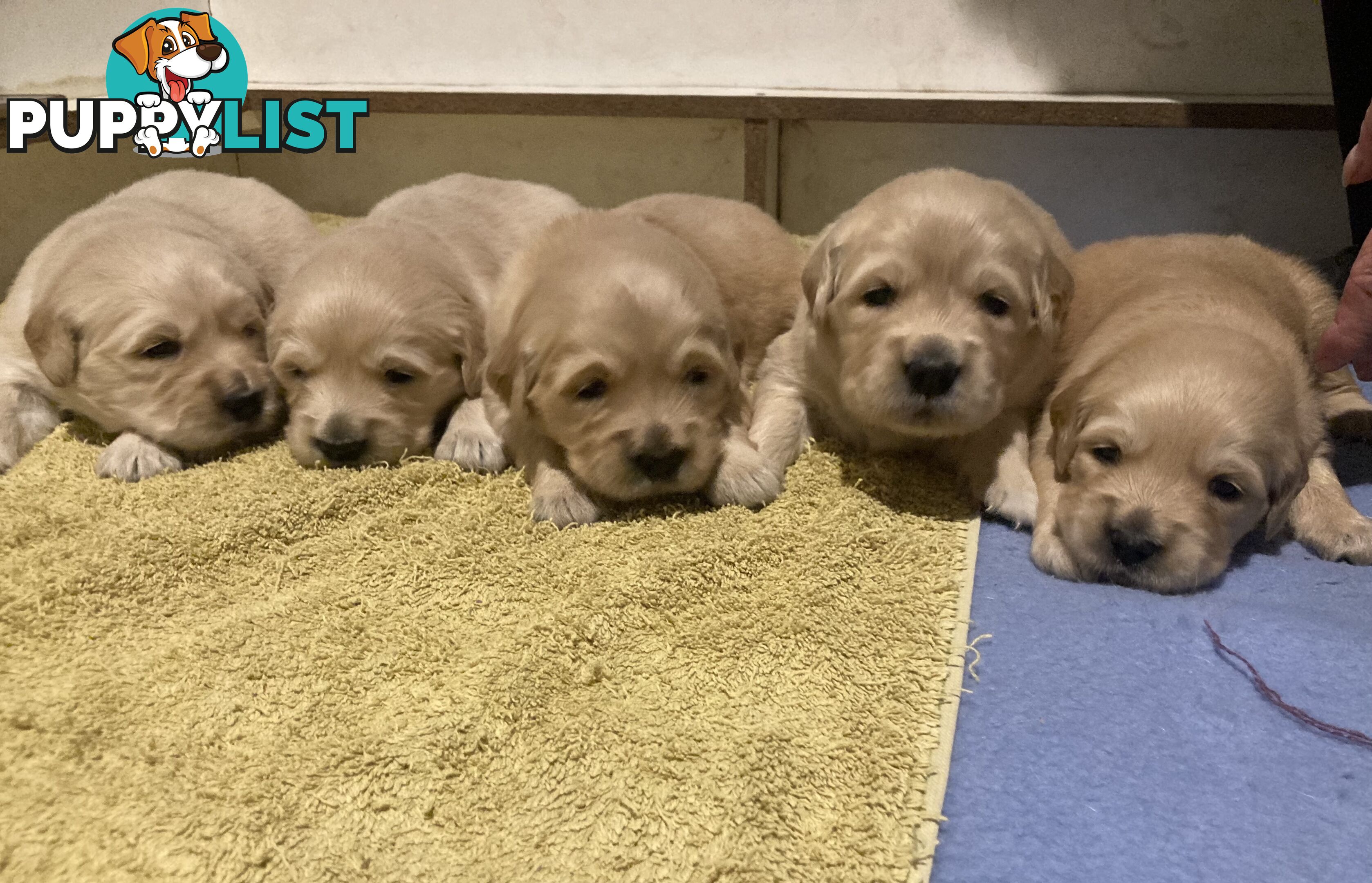 Golden retriever puppies