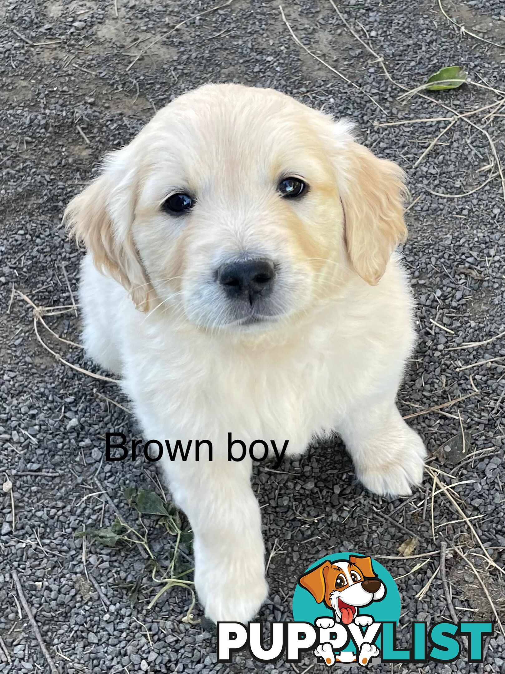 Golden retriever puppies