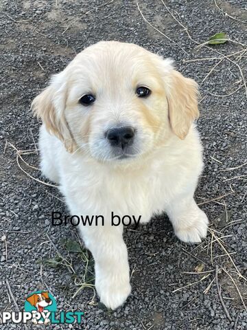 Golden retriever puppies