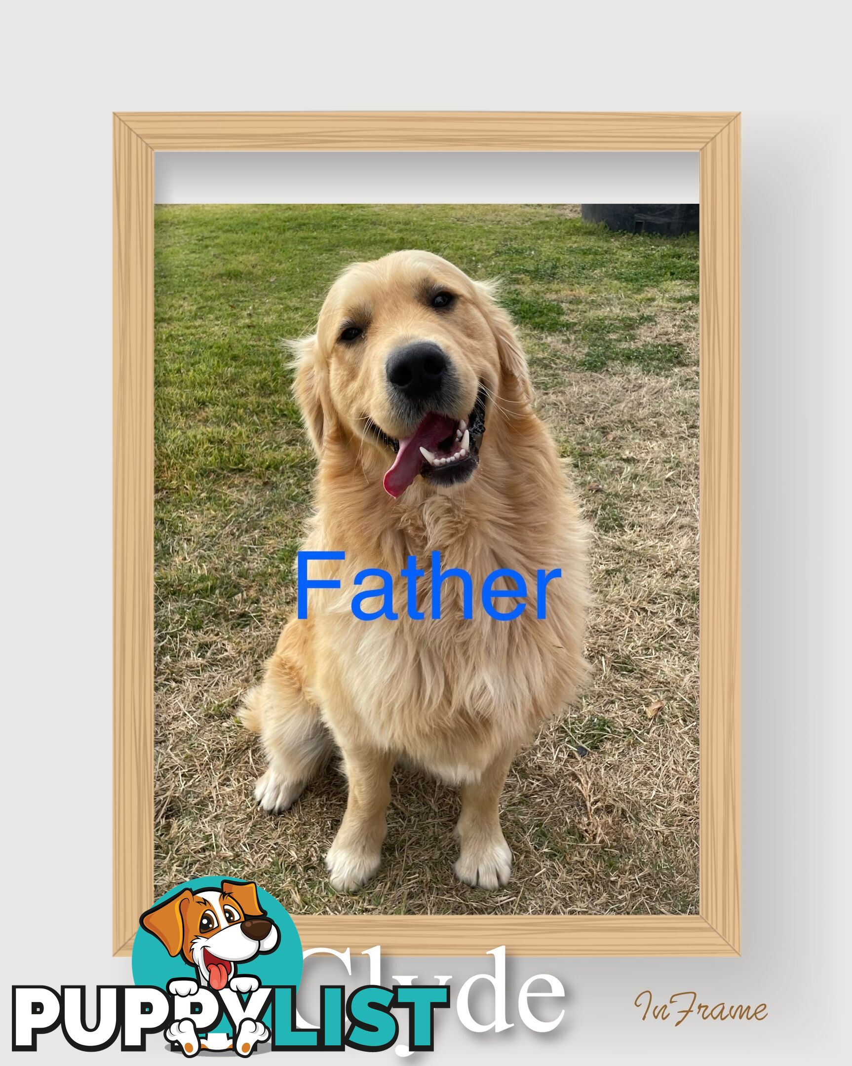 Golden retriever puppies