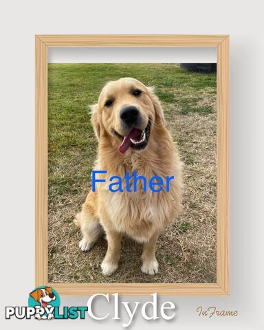 Golden retriever puppies