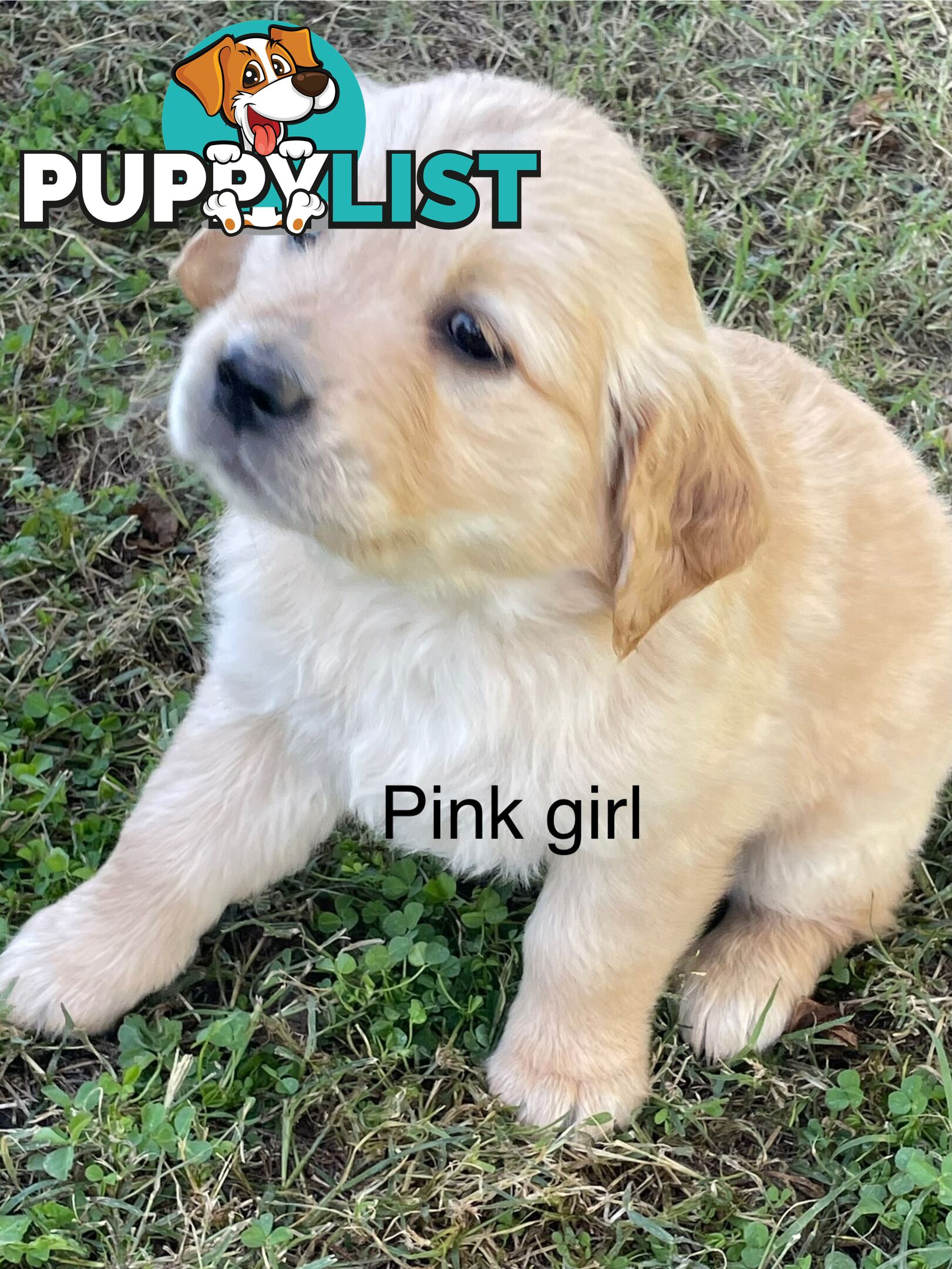 Golden retriever puppies