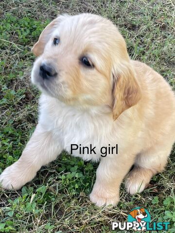 Golden retriever puppies