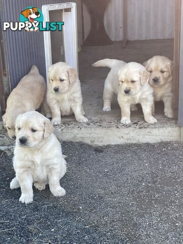 Golden retriever puppies