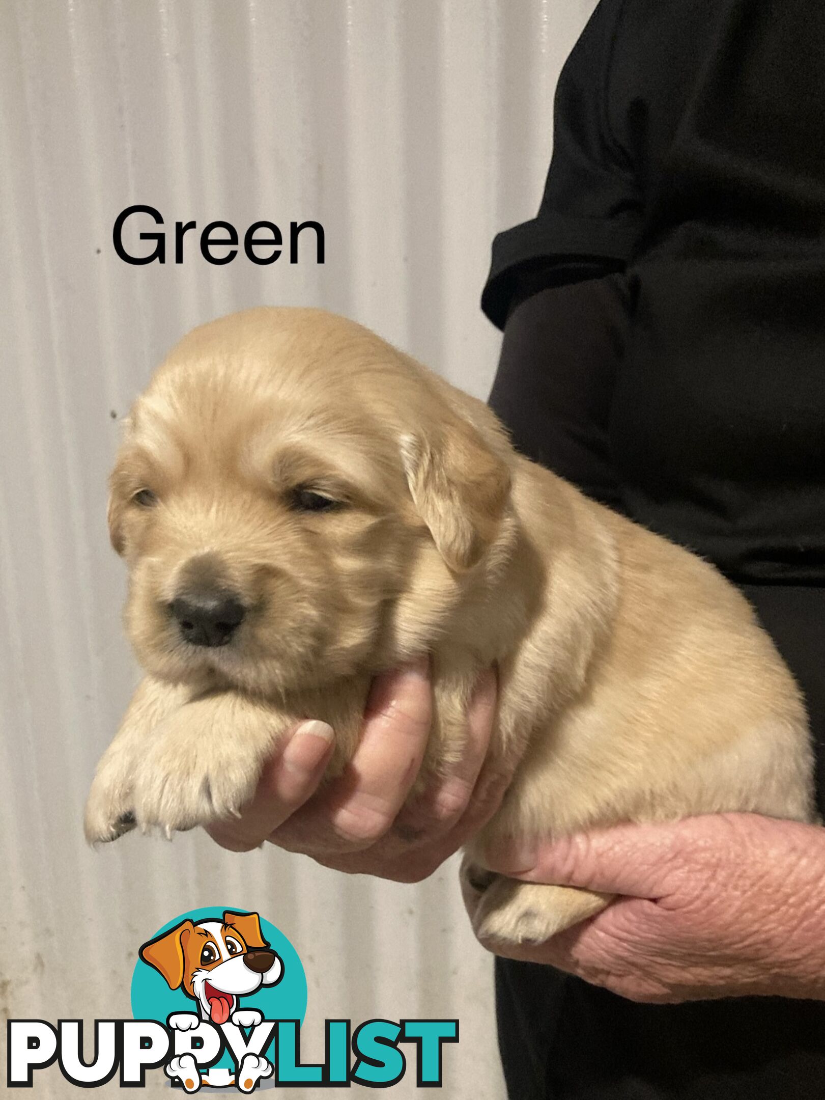 Golden retriever puppies