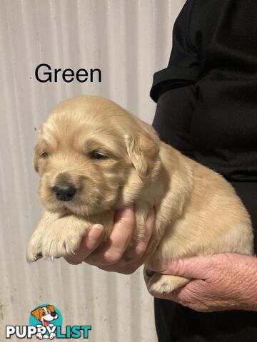 Golden retriever puppies