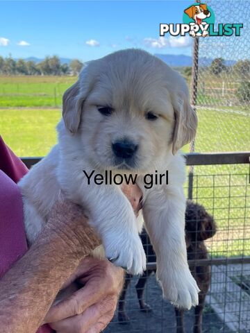 Golden retriever puppies