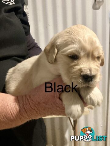 Golden retriever puppies