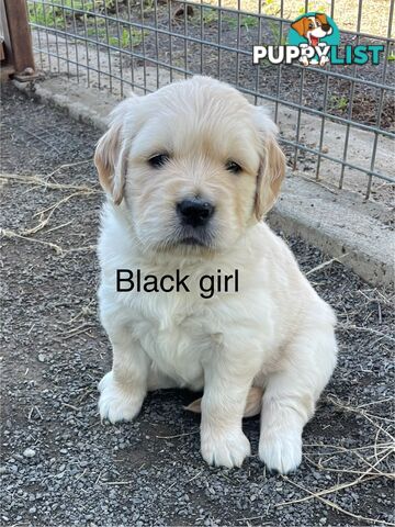 Golden retriever puppies