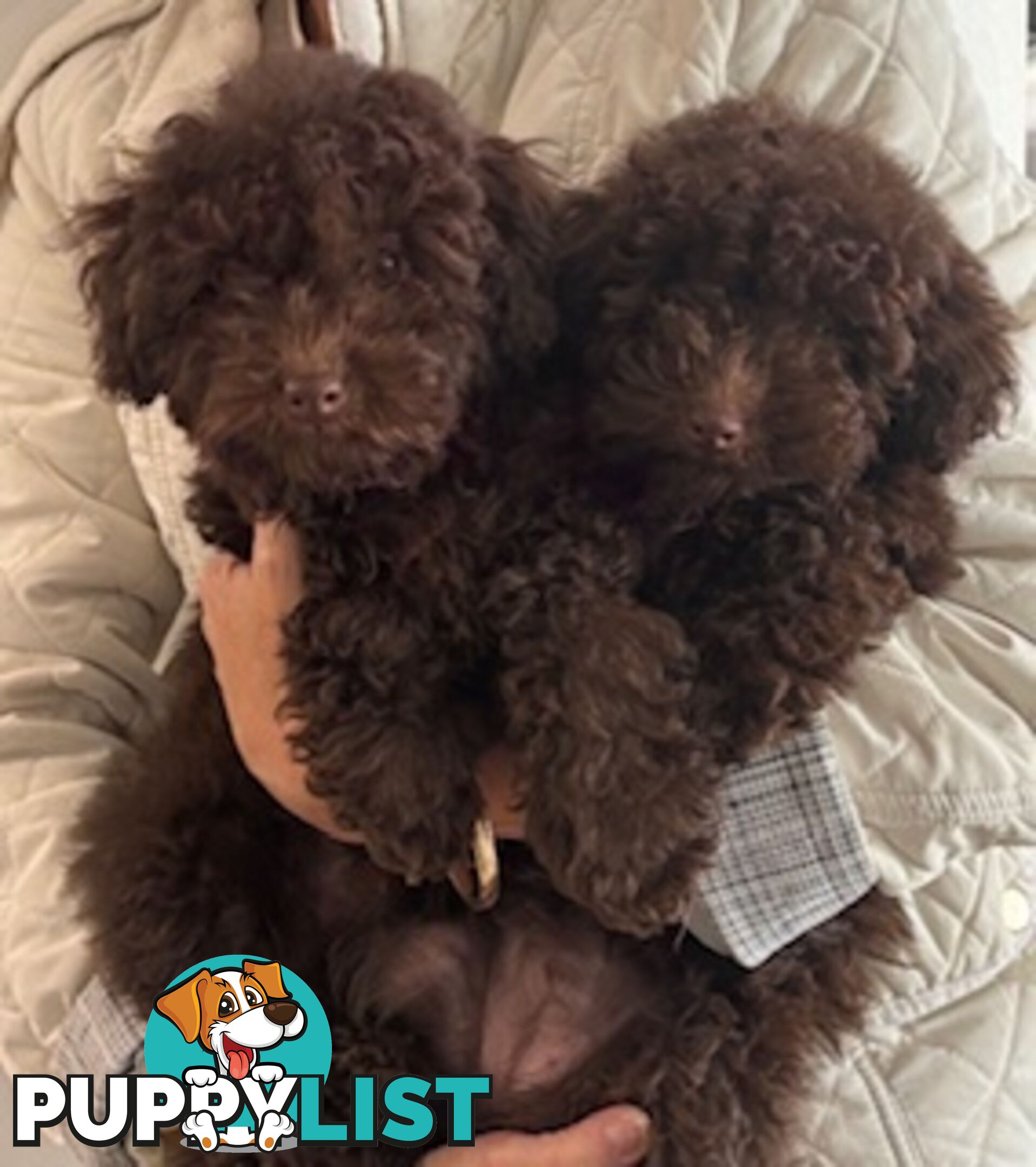 Very cute House Raised Toy Poodle Puppies for Sale