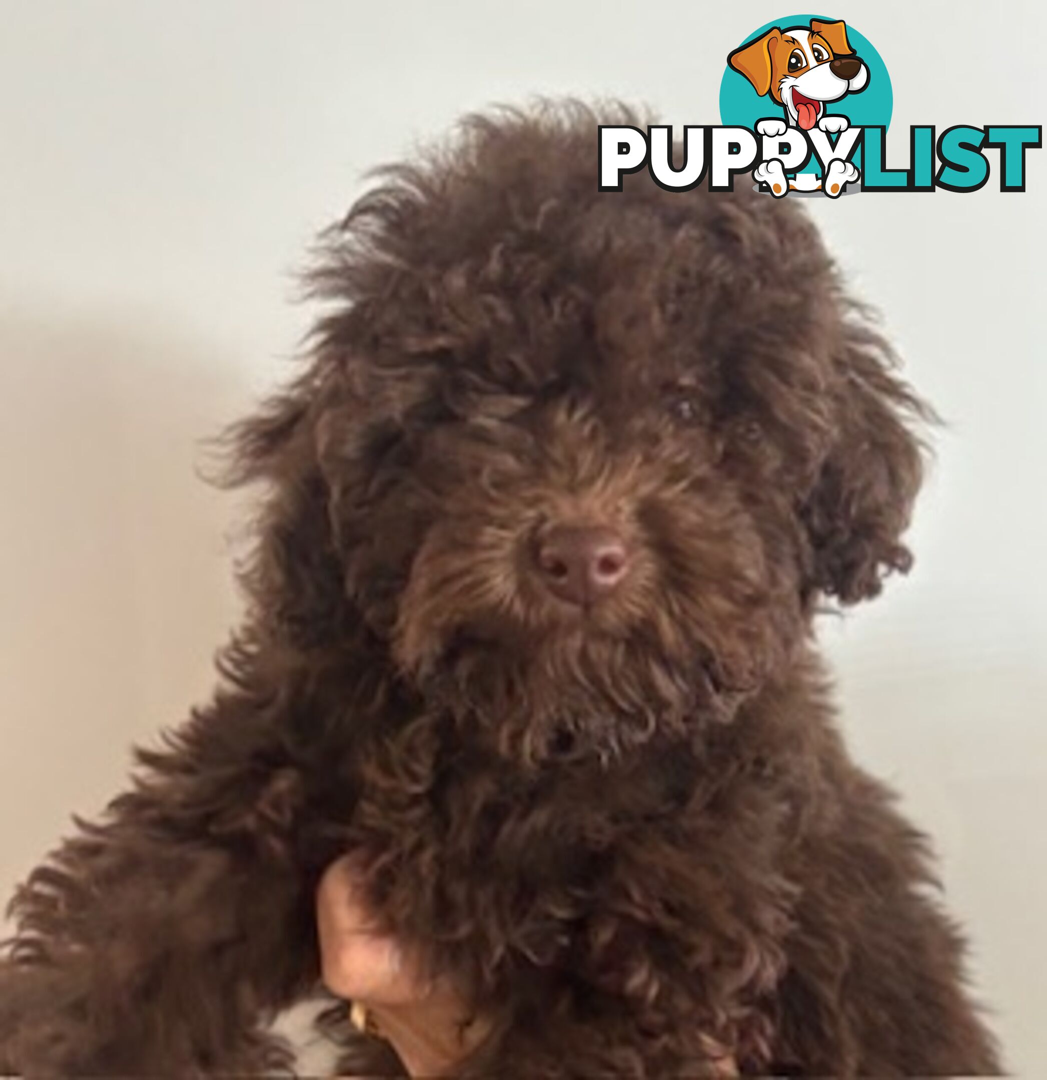 Very cute House Raised Toy Poodle Puppies for Sale