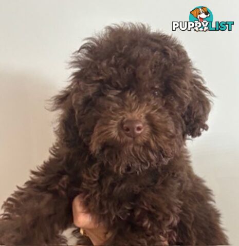 Very cute House Raised Toy Poodle Puppies for Sale