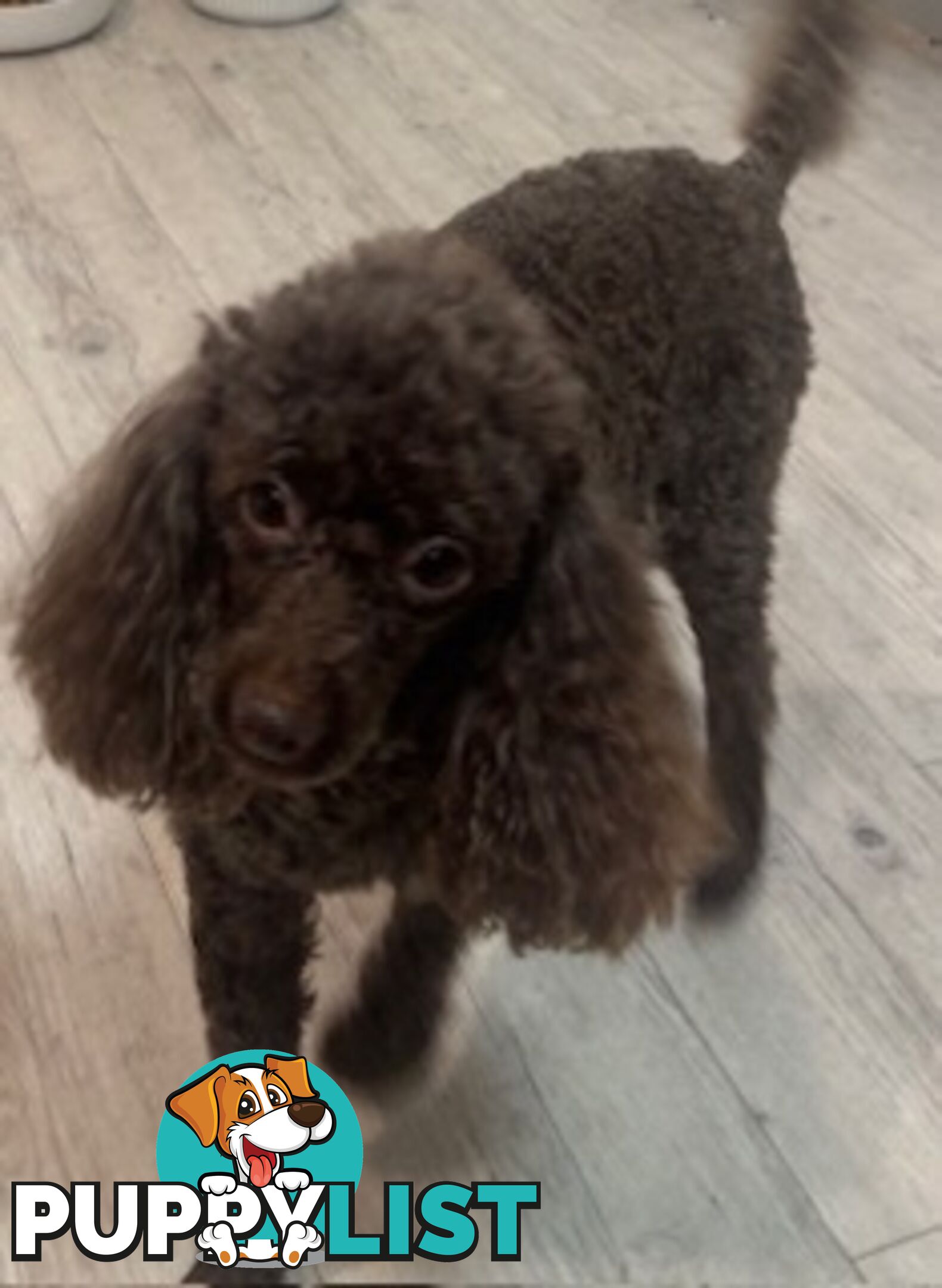 Very cute House Raised Toy Poodle Puppies for Sale
