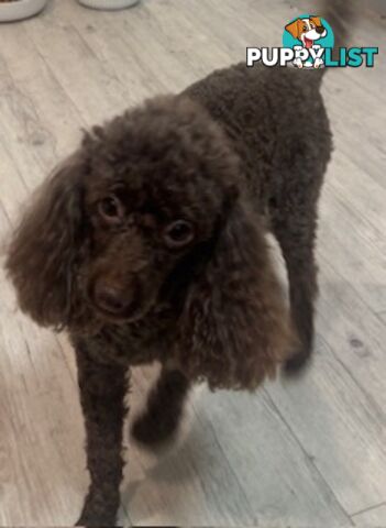 Very cute House Raised Toy Poodle Puppies for Sale
