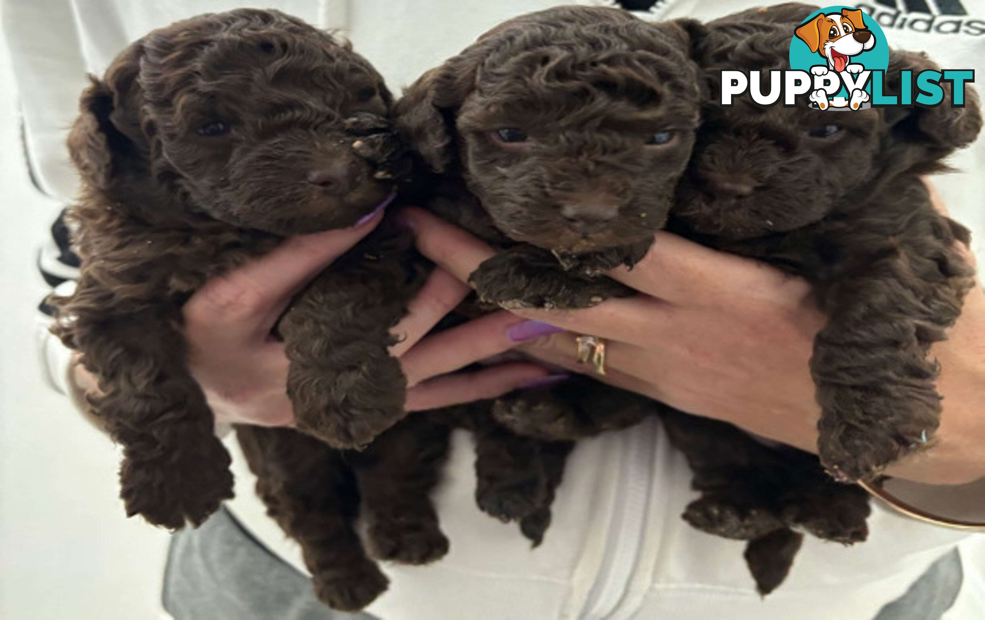 Very cute House Raised Toy Poodle Puppies for Sale