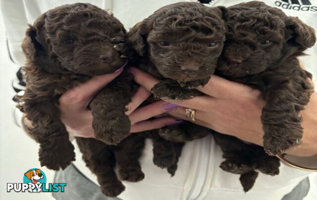 Very cute House Raised Toy Poodle Puppies for Sale