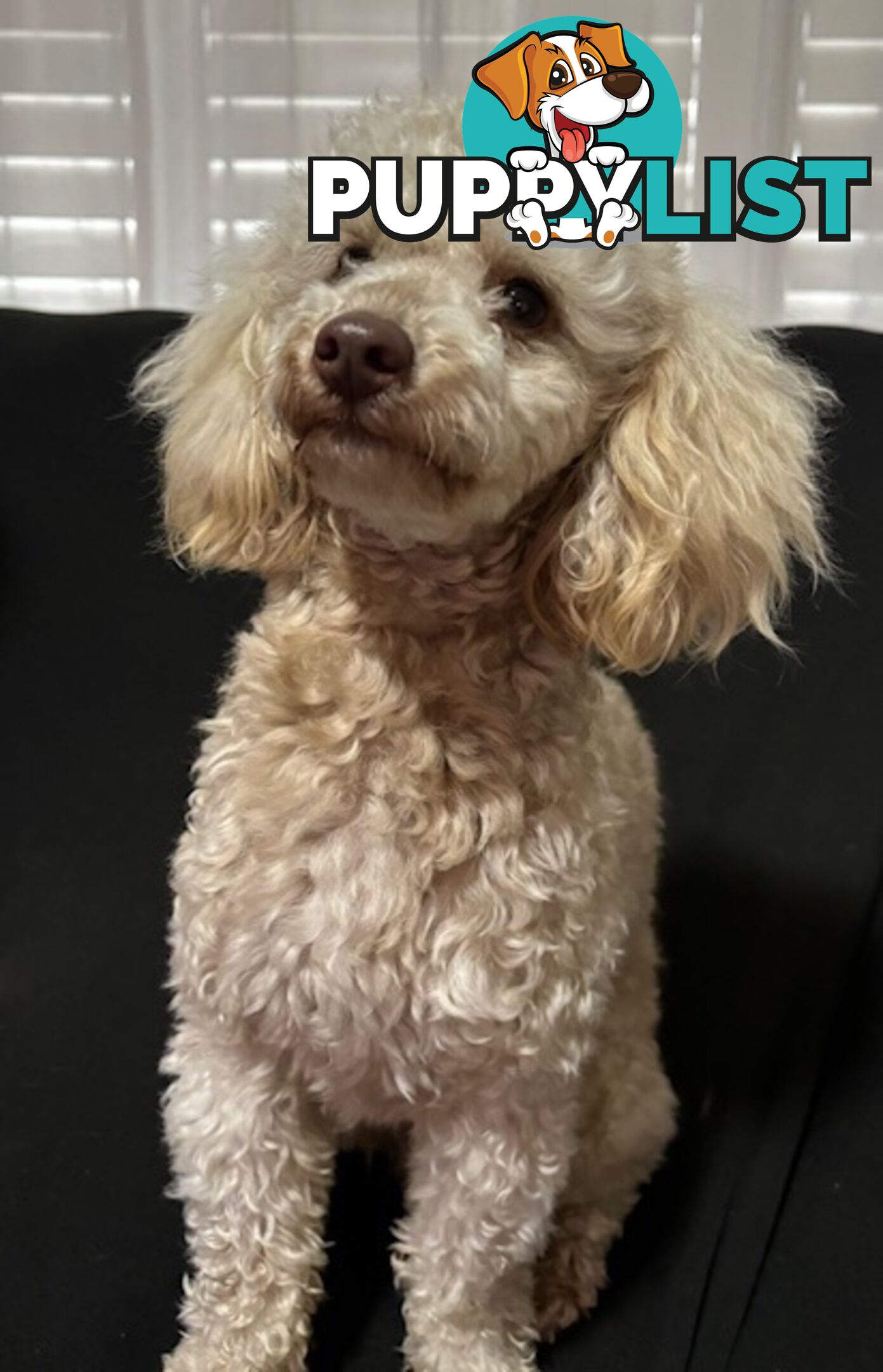 Very cute House Raised Toy Poodle Puppies for Sale