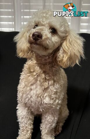 Very cute House Raised Toy Poodle Puppies for Sale