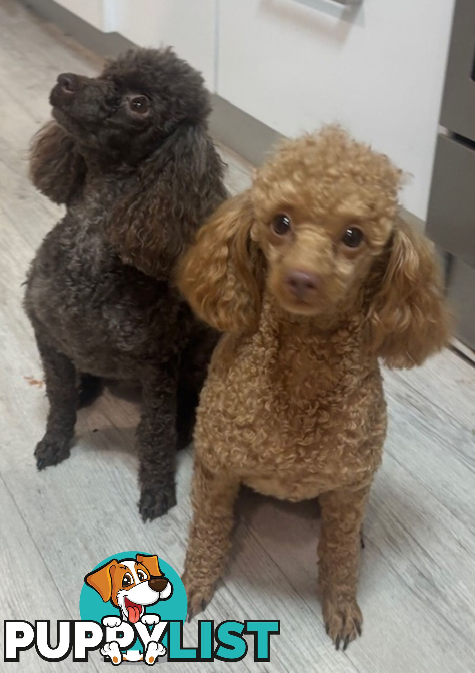 Very cute House Raised Toy Poodle Puppies for Sale
