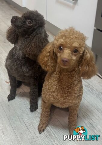 Very cute House Raised Toy Poodle Puppies for Sale