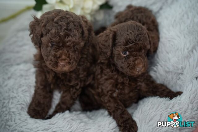 Very cute House Raised Toy Poodle Puppies for Sale