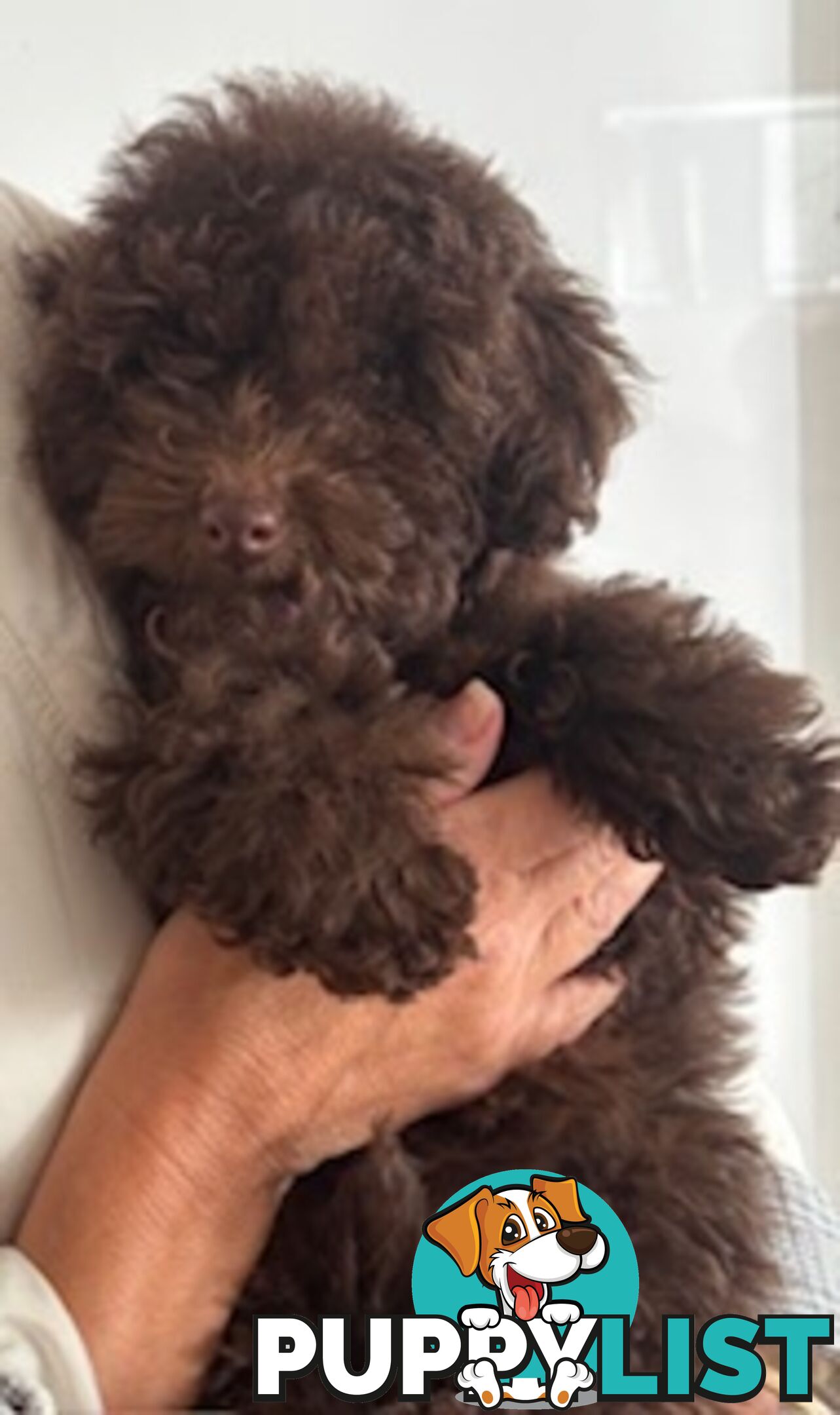 Very cute House Raised Toy Poodle Puppies for Sale