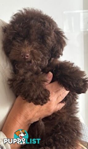 Very cute House Raised Toy Poodle Puppies for Sale