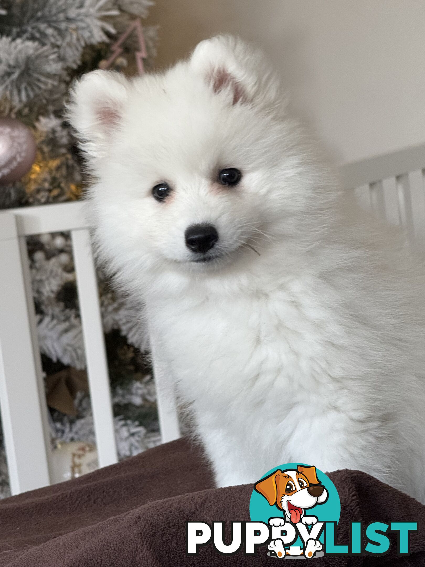 Japanese Spitz